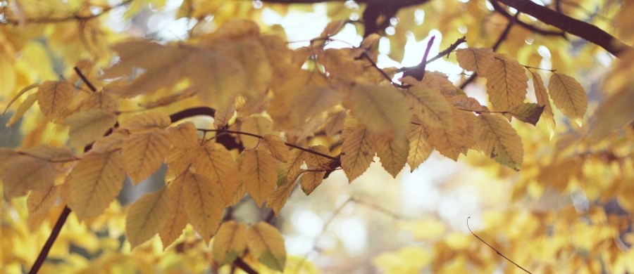 Przed nami ciepły i raczej słoneczny tydzień - wynika z najnowszej prognozy pogody. Najcieplej będzie w środę - do 28 stopni Celsjusza.