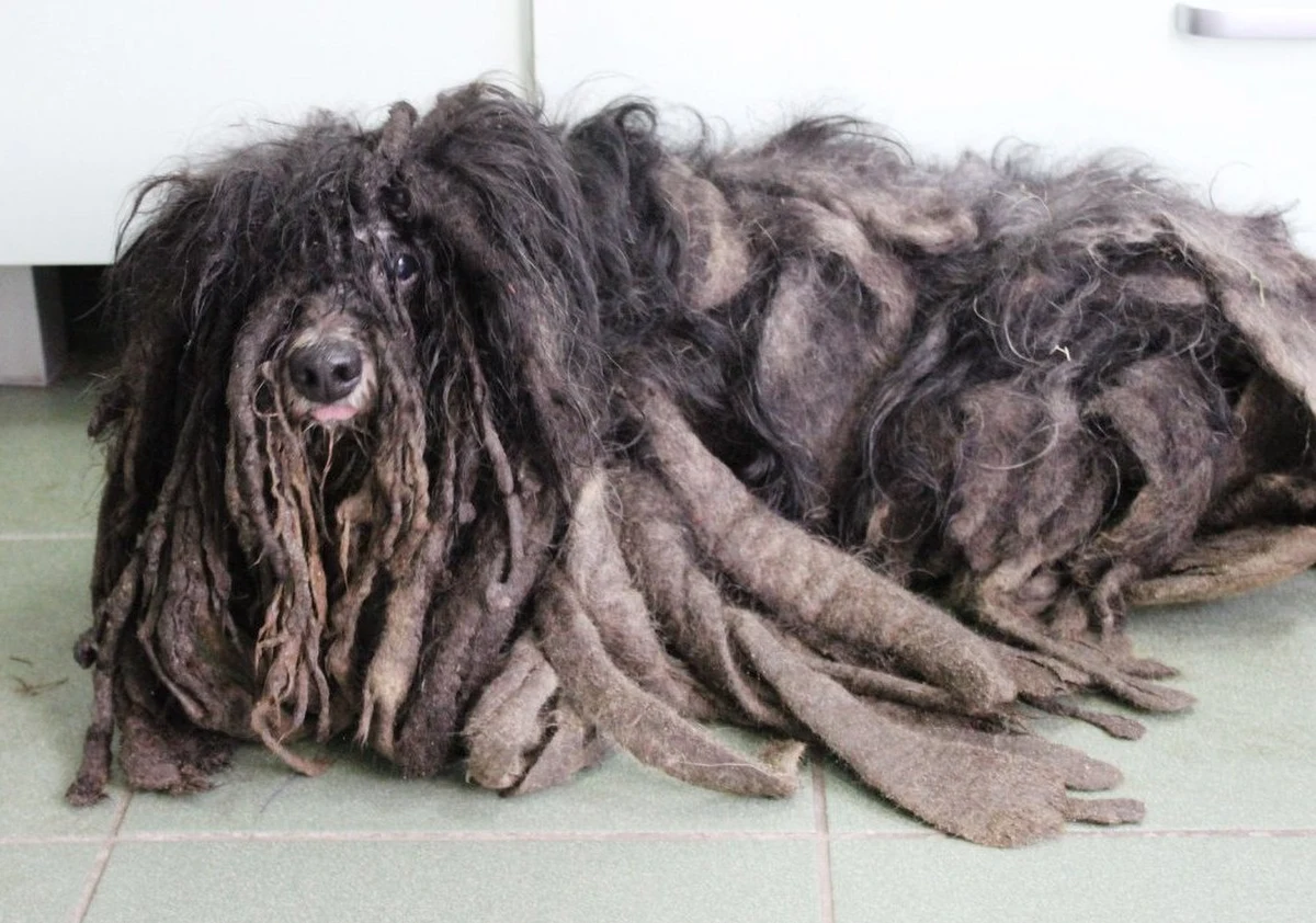 Na pierwszy rzut oka trudno stwierdzić, że na zdjęciu opublikowanym przez schronisko z Łodzi widnieje pies. Wszystko przez skorupę z sierści jaka wyrosła zwierzęciu, bo właściciel nie był zainteresowany dbaniem o jego los. "Pomóżcie nam dotrzeć do tego 'człowieka', który zgotował psu piekło" – pisały osoby, które zajęły się koszmarnie zaniedbanym kundelkiem. Ich apel odniósł skutek.  Osobę odpowiedzialną za skrzywdzenie czworonoga udało się odnaleźć. W jego mieszkaniu znaleziono kolejnego psa.