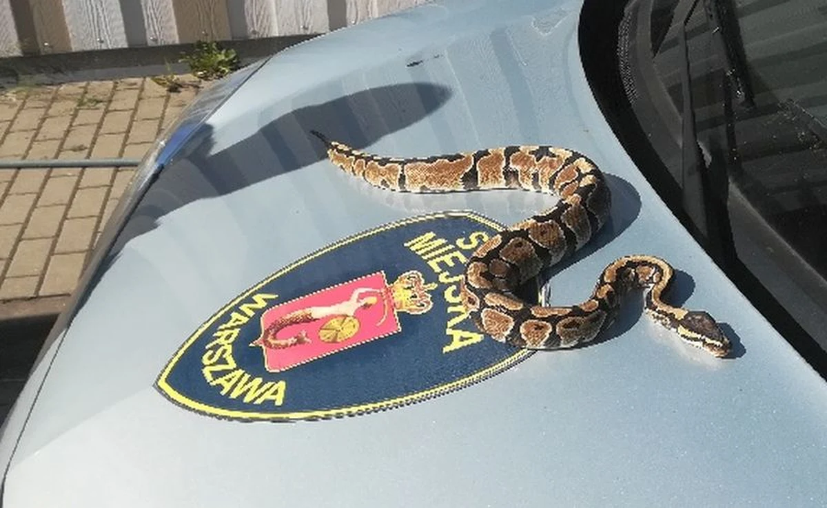 Prawie metrowego pytona królewskiego znaleziono pod jednym z aut zaparkowanych na warszawskim Ursynowie - czytamy na stronie Straży Miejskiej m.st. Warszawy. Dodano, że strażnicy przewieźli zwierzę do ośrodka CITES, działającego przy warszawskim ZOO.
