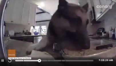 Kamera nagrała, jak pies podjada ciasto