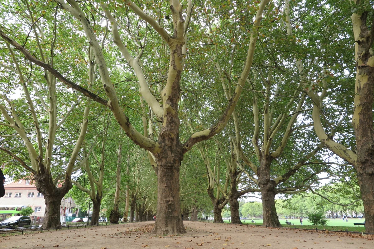 Jest ich dokładnie 212. Przybyło szczecińskich platanów okalających reprezentacyjne Jasne Błonia. Od wtorku wszystkie, nawet te najmniejsze - są pomnikiem przyrody.