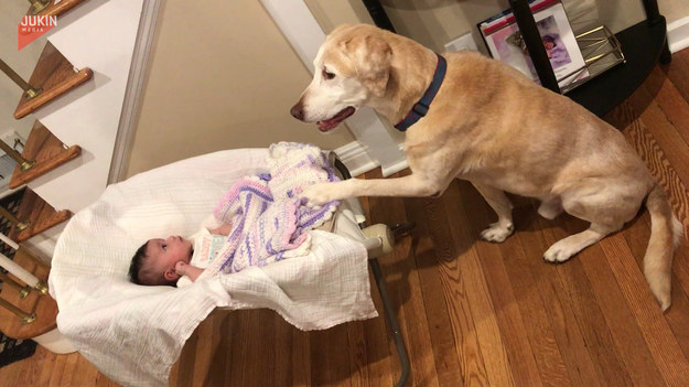 To naprawdę rozczulający widok. Labrador zaopiekował się najmłodszym domownikiem. 