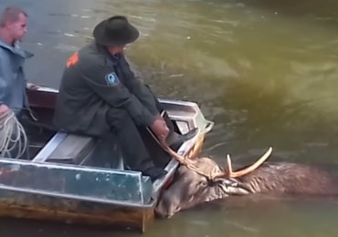 Ryzykowali życiem, by ratować łosia z radioaktywnego zbiornika w Czarnobylu
