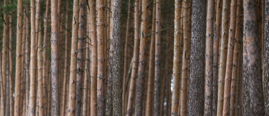 Prawo i Sprawiedliwość zamierza sięgnąć po pieniądze Lasów Państwowych i pobrać im z konta 800 mln zł w ciągu dwóch najbliższych lat - informuje "Gazeta Polska Codziennie". Według gazety decyzja wywołała oburzenie leśników.