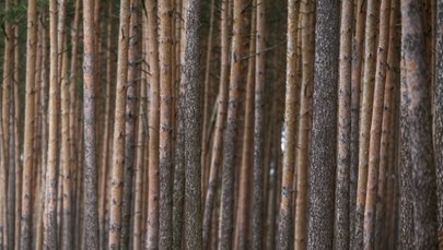 "GPC": PiS sięgnie po pieniądze Lasów Państwowych