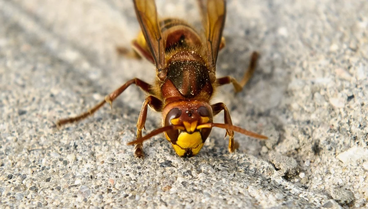 18 osób, w tym jedno dziecko zostały zaatakowane podczas zawodów biegowych w Zełwągach koło Mikołajek w Warmińsko-Mazurskiem.