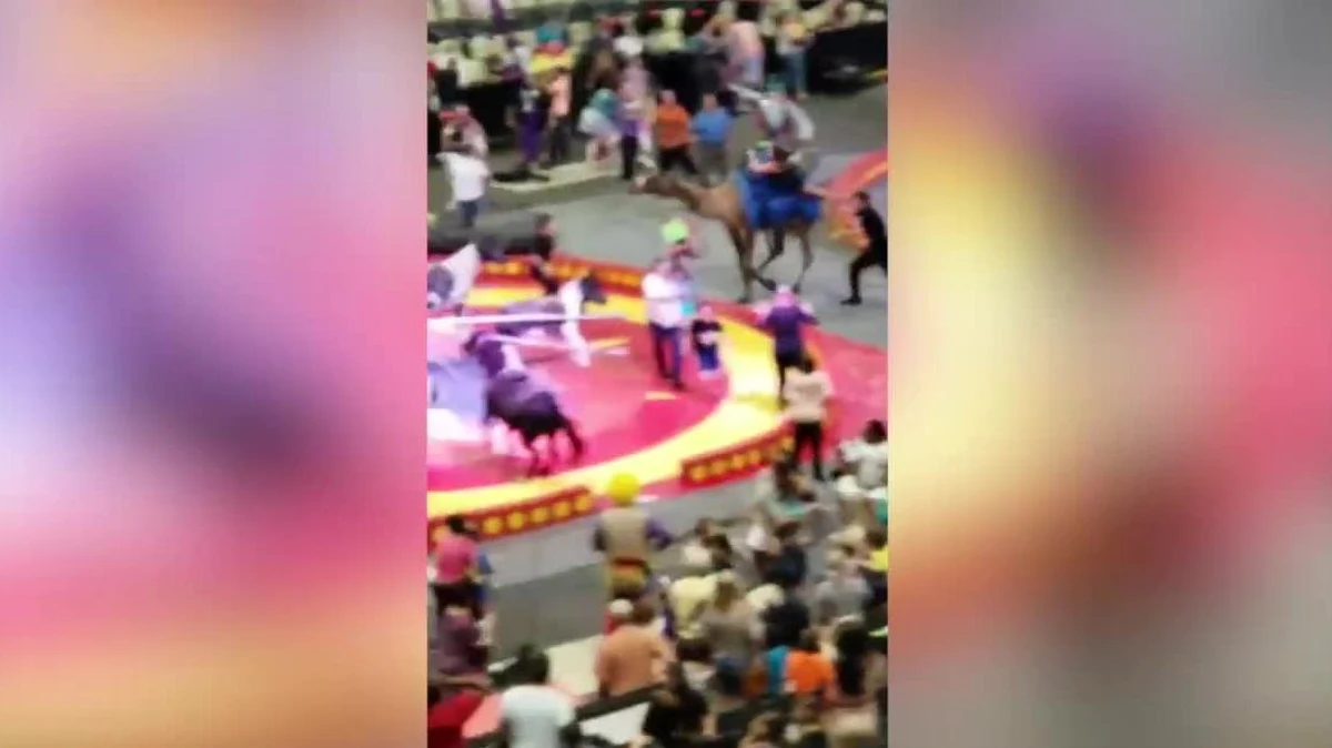 Co najmniej siedem osób zostało stratowanych przez wielbłąda w cyrku w Pittsburghu w stanie Pensylwania. Zwierzę zaczęło uciekać z wybiegu wewnątrz namiotu. Na wielbłądzie siedziała kobieta. Na ratunek rzucili się inni opiekunowie zwierzęcia. Wśród poszkodowanych jest sześcioro dzieci oraz osoba dorosła. Jedno z dzieci ma złamaną rękę, pozostali odnieśli lekkie obrażenia.