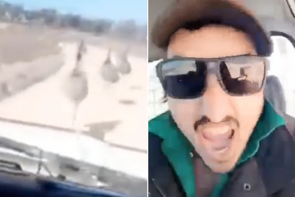 Zatrważające nagranie obiegło w środę media społecznościowe. Widać na nim kierowcę, który jadąc swoim autem przez słabo zaludnione tereny w Australii z impetem rozjeżdża napotkane na drodze emu. Ptaki nie mają szans na ucieczkę, a mężczyzna z uśmiechem na twarzy krzyczy: "To jest k... świetne!".