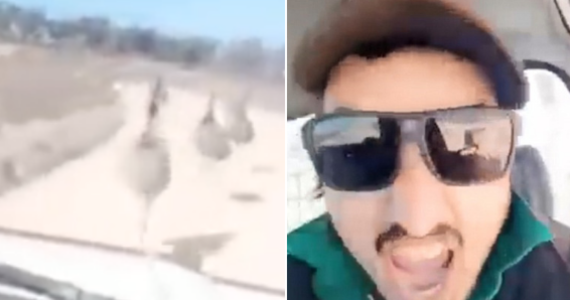 Zatrważające nagranie obiegło w środę media społecznościowe. Widać na nim kierowcę, który jadąc swoim autem przez słabo zaludnione tereny w Australii z impetem rozjeżdża napotkane na drodze emu. Ptaki nie mają szans na ucieczkę, a mężczyzna z uśmiechem na twarzy krzyczy: "To jest k... świetne!".