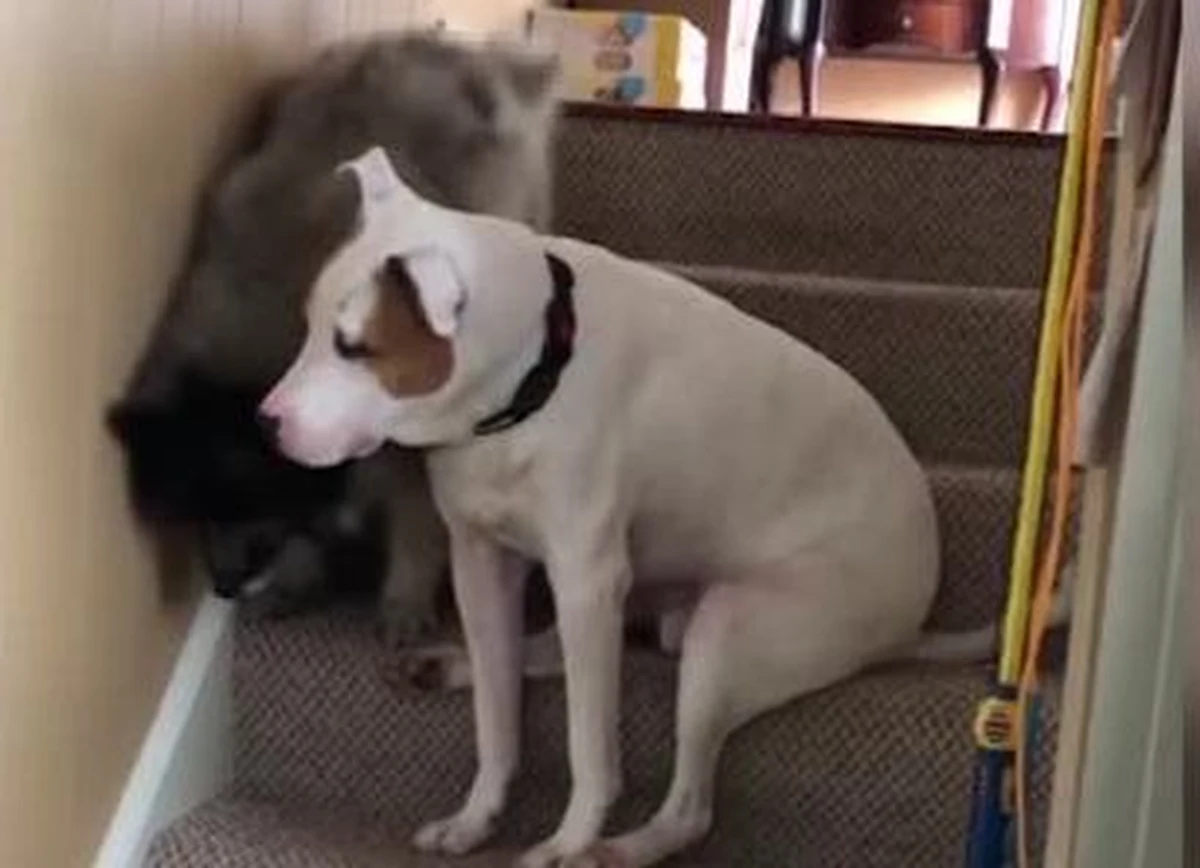 Kiedy 13-letnia Cleo zachorowała i miała problemy z chodzeniem, mogła liczyć na swojego młodszego przyjaciela. 3-letni Lazarus siedział na stopniach i pilnował, by leciwej suczce nic się nie stało. Oto jak wygląda "pieska" przyjaźń.