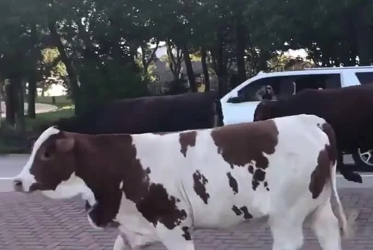 Stado krów wybrało się na przechadzkę głównymi ulicami Southlake w stanie Teksas. Bydło uciekło z zagrody i sparaliżowało ruch drogowy. Musiała interweniować policja, która zagoniła zwierzęta z powrotem do właściciela.