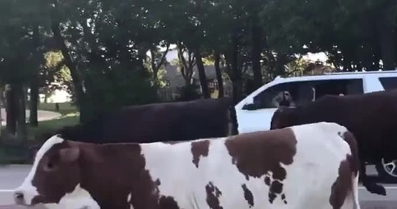 Stado krów wybrało się na przechadzkę głównymi ulicami Southlake w stanie Teksas. Bydło uciekło z zagrody i sparaliżowało ruch drogowy. Musiała interweniować policja, która zagoniła zwierzęta z powrotem do właściciela.