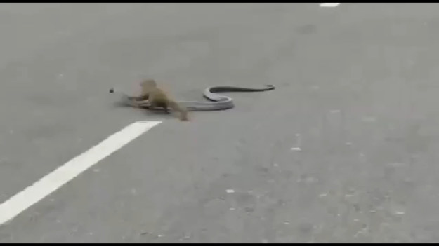 Zwierzęta zostały zarejestrowane na jeden z ulic w Indiach. Kobra toczyła morderczą walkę z mangustą. 