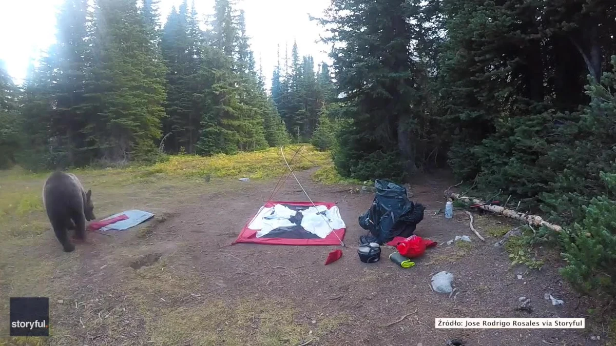 Turyści, którzy rozbijali namiot w kanadyjskim kanionie Turbine, nie spodziewali się takich gości. Gdy tylko na moment odeszli, do ich obozu podszedł dorosły grizzly i dwa młode. Nadchodzące niedźwiedzie początkowo wyczuł pies, a inni obozowicze pomogli krzykiem odstraszyć zwierzęta. Tę "niedźwiedzią wizytę" uwieczniła kamera.
