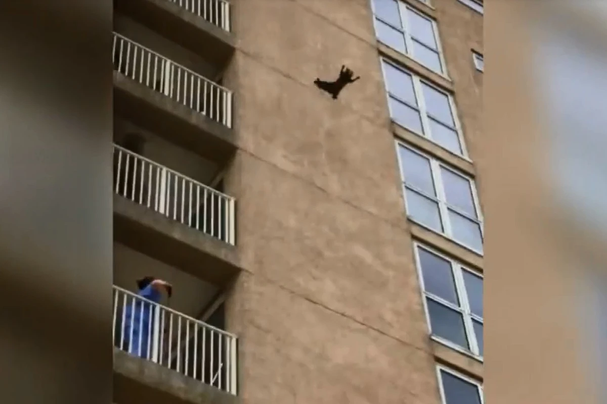 Szop pracz podczas wspinaczki na apartamentowiec na wysokości około dziewiątego piętra odpadł od ściany i spadł na ziemię. Natychmiast po upadku podniósł się i uciekł. Do zdarzenia doszło w Ocean City w stanie New Jersey.