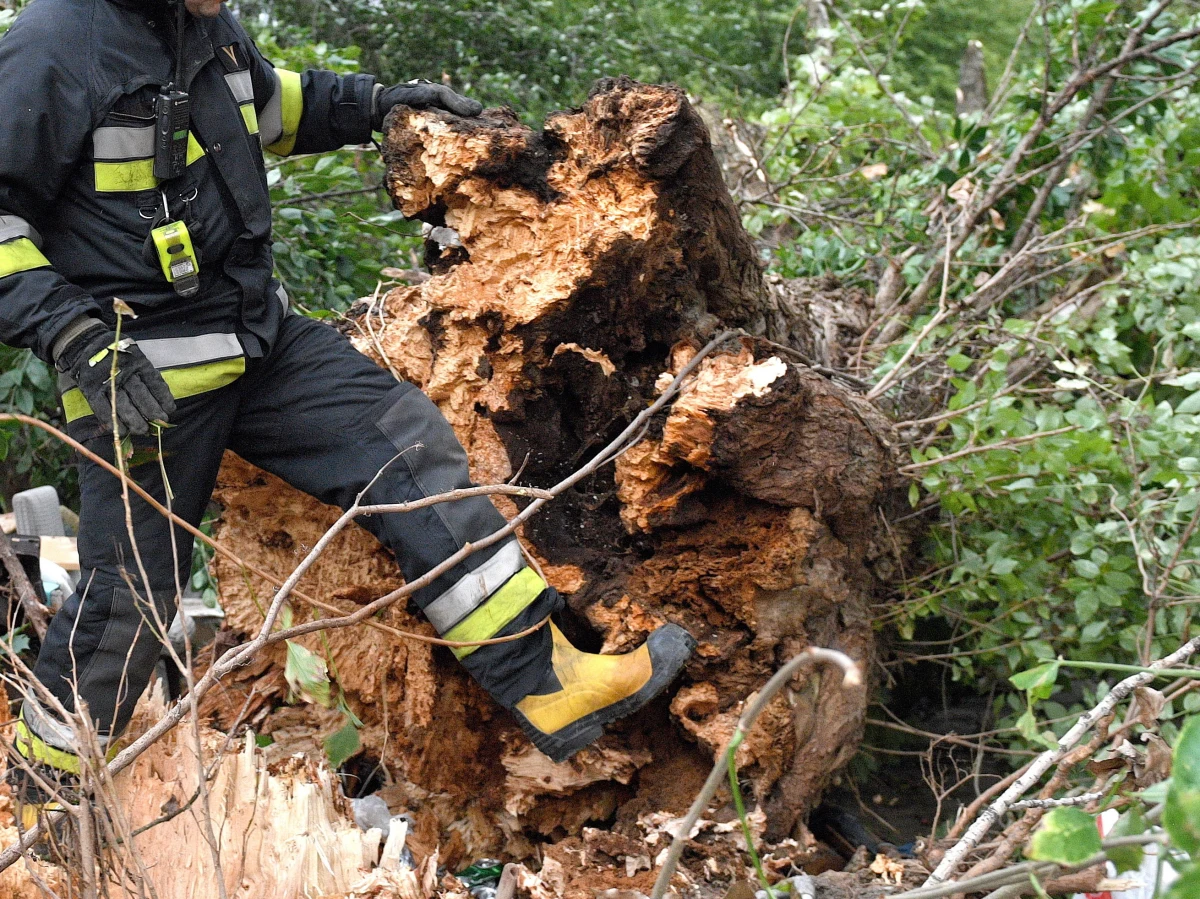 Śląsk, Małopolska, Podkarpacie, Lubelszczyzna, Świętokrzyskie i Opolszczyzna - to tam najbardziej daje się we znaki gwałtowny wiatr. Strażacy wyjeżdżają głównie do połamanych drzew i konarów. W małopolskiej Rabce ranne zostało 5-letnie dziecko. Spadły na nie linie energetyczne zerwane przez powalone drzewo. Ostrzeżenie przed silnym wiatrem obowiązuje w 9 województwach.