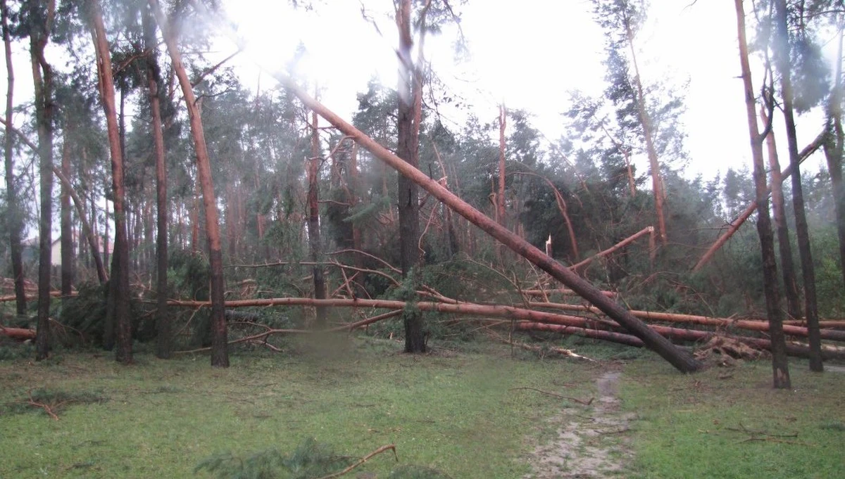 ​9 osób zostało rannych podczas wczorajszych i nocnych nawałnic, które przechodziły przez Polskę. Strażacy interweniowali prawie 3,7 tys. razy. Najwięcej pracy mieli na Śląsku - ponad 800 interwencji - oraz w Małopolsce i Lubelskiem - po 600 interwencji.