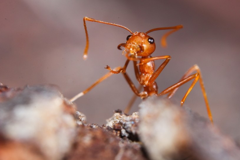 Przypadkowy postrzał drążni doprowadził do zaskakującego odkrycia - okazało się, że mrówki Azteca mieszkające wewnątrz tych drzew błyskawicznie przystąpiły do naprawy, by chronić swój dom.