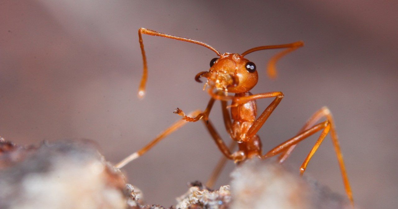 Nowa hybryda ognistych mrówek wywołuje popłoch w Stanach Zjednoczonych