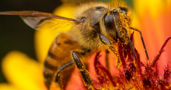 Najpopularniejszy na świecie herbicyd może zabijać pszczoły - alarmują na łamach czasopisma "Proceedings of the National Academy of Sciences" naukowcy z University of Texas w Austin. Wyniki ich badań wskazują, że wprowadzony ponad 40 lat temu na rynek przez firme Monsanto glifosat, składnik popularnego środka Roundup i wielu innych, może niszczyć florę bakteryjną pszczół, osłabiać ich odporność i narażać na atak ze strony innych mikroorganizmów. Monsanto zaprzecza.