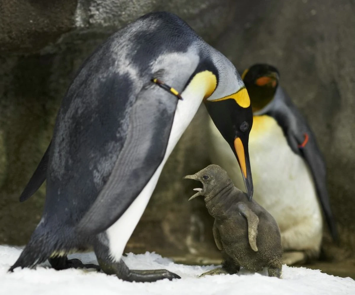 Dwa pingwiny samce, które są parą, uprowadziły pisklę, żeby je wychować jako swoje. Takie niecodzienne zajście zaobserwowali pracownicy ogrodu zoologicznego w Danii. 