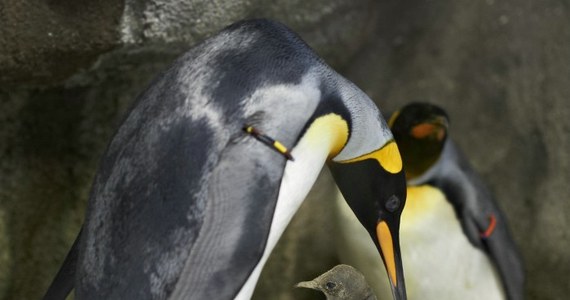 Dwa pingwiny samce, które są parą, uprowadziły pisklę, żeby je wychować jako swoje. Takie niecodzienne zajście zaobserwowali pracownicy ogrodu zoologicznego w Danii. 