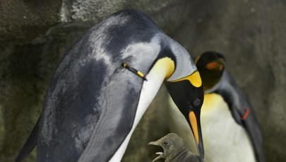 Para pingwinów gejów chciała zostać ojcami. Porwali pisklę