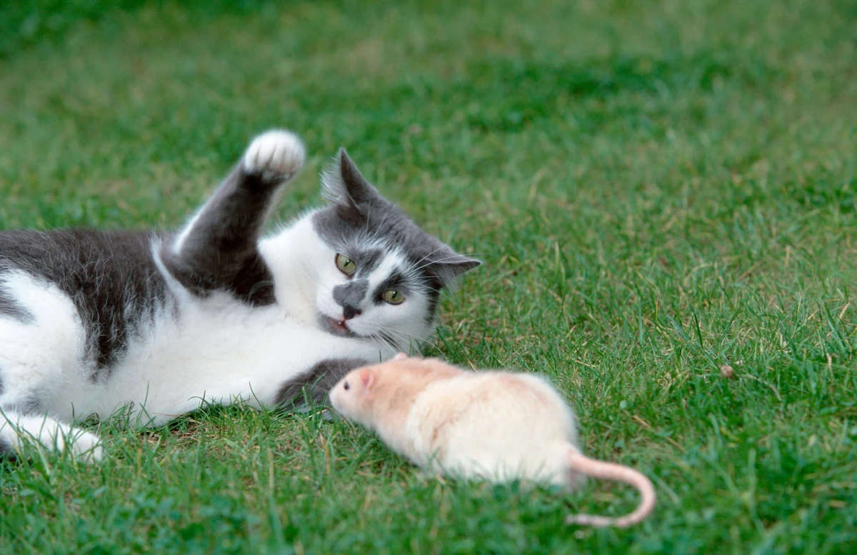 Koty nie sprawdzają się w mieście jako łowcy szczurów, w związku z tym sens ich hodowli, czy wypuszczania w miejskim środowisku jest wątpliwy - przekonują naukowcy z Fordham University. W artykule opublikowanym w specjalnym, poświęconym problemowi gryzoni numerze czasopisma "Frontiers in Ecology and Evolution" piszą, że w miejskim środowisku szczury doskonale sobie z kotami radzą, nie boją się ich, rola kotów w kontroli ich populacji okazuje się znikoma. Jeśli tak, to w mieście koty przestają być pożyteczne, a na czoło wysuwa się ich inna rola, czołowych zabójców innych małych zwierząt i ptaków. Osoby, które mają w domu koty, muszą sobie miłość do Puszków i Mruczków uzasadnić inaczej...