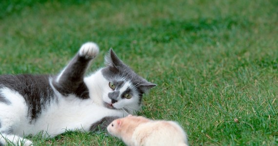 Koty nie sprawdzają się w mieście jako łowcy szczurów, w związku z tym sens ich hodowli, czy wypuszczania w miejskim środowisku jest wątpliwy - przekonują naukowcy z Fordham University. W artykule opublikowanym w specjalnym, poświęconym problemowi gryzoni numerze czasopisma "Frontiers in Ecology and Evolution" piszą, że w miejskim środowisku szczury doskonale sobie z kotami radzą, nie boją się ich, rola kotów w kontroli ich populacji okazuje się znikoma. Jeśli tak, to w mieście koty przestają być pożyteczne, a na czoło wysuwa się ich inna rola, czołowych zabójców innych małych zwierząt i ptaków. Osoby, które mają w domu koty, muszą sobie miłość do Puszków i Mruczków uzasadnić inaczej...