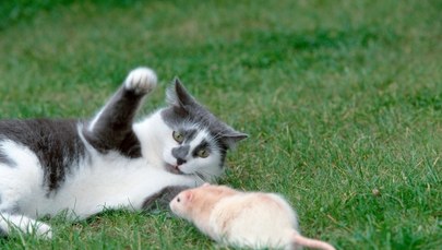 Kot pogromcą szczura? Naukowcy twierdzą, że to mit
