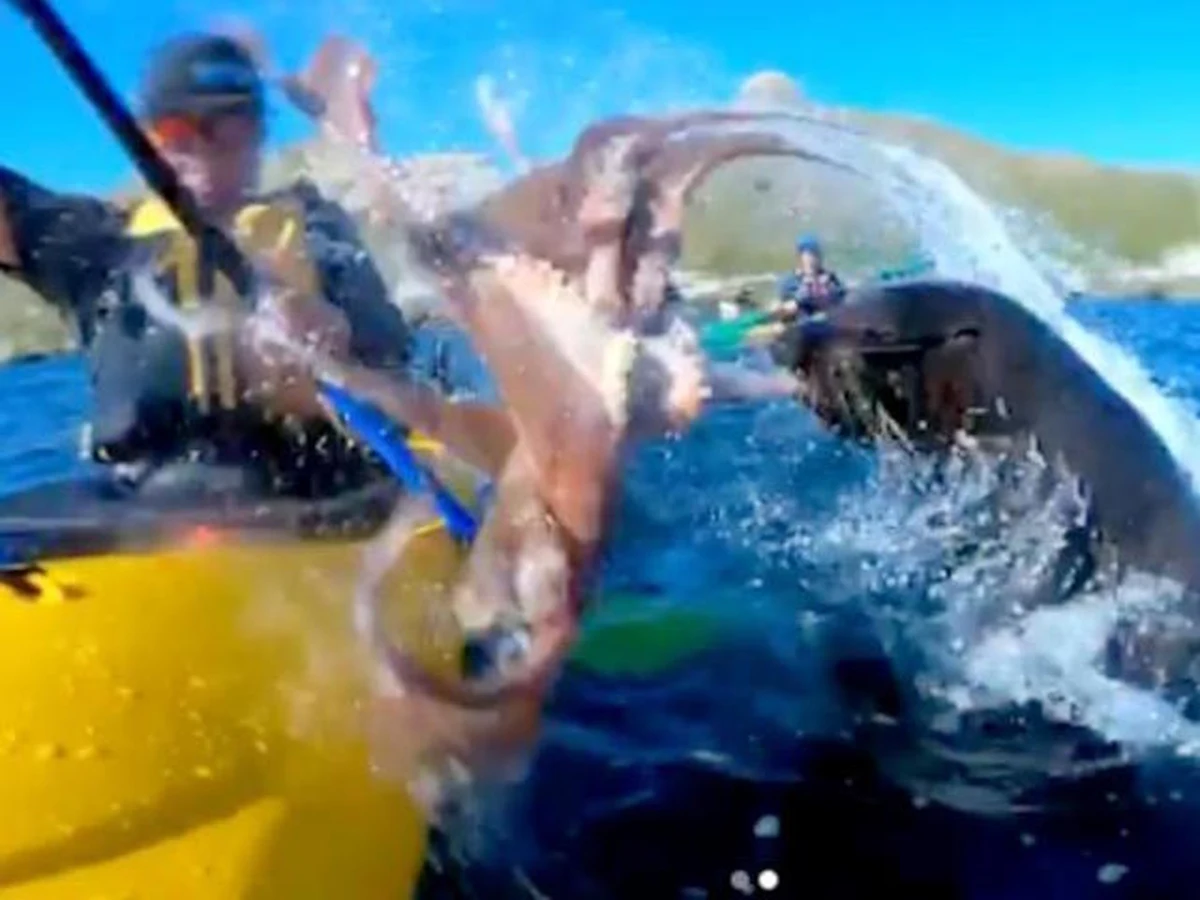 Wypróbowywał kamerę GoPro podczas wyprawy kajakiem. Uchwycił niesamowite polowanie foki na ośmiornicę. Film opublikowany na Instagramie przez pewnego Nowozelandczyka jest hitem internetu.