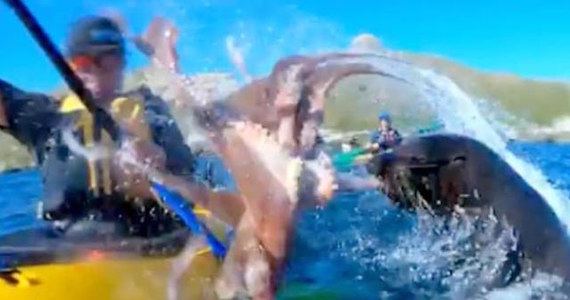 Wypróbowywał kamerę GoPro podczas wyprawy kajakiem. Uchwycił niesamowite polowanie foki na ośmiornicę. Film opublikowany na Instagramie przez pewnego Nowozelandczyka jest hitem internetu.