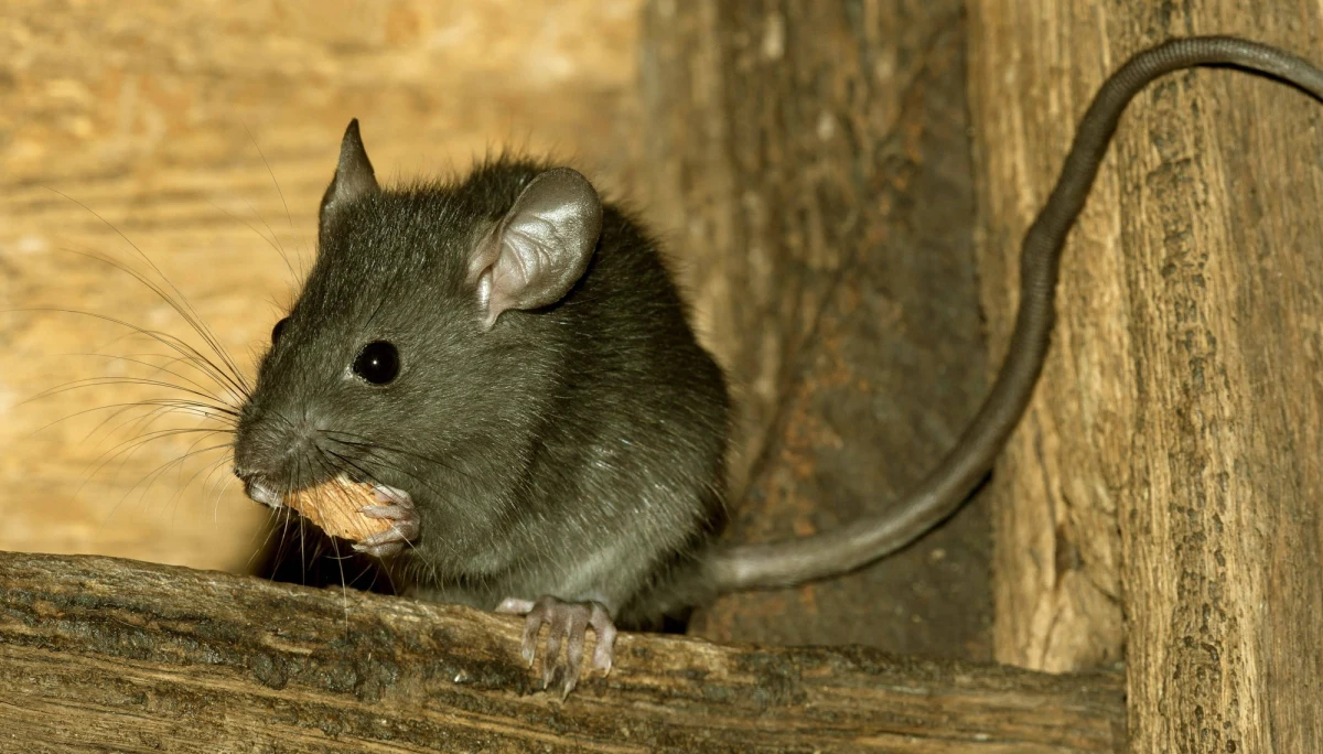 W Hongkongu wykryto pierwszy na świecie przypadek zarażenia się wirusem szczurzego zapalenia wątroby typu E - poinformował Uniwersytet Hongkongu. Nie jest jasne, w jaki sposób do tego doszło.