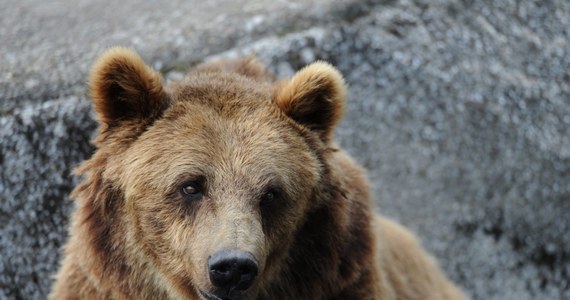 Powoli nadchodzi zima, a to oznacza, że zwierzęta zaczynają przygotowywać się na tę porę roku i intensywnie poszukują jedzenia. W Małopolsce coraz bliżej ludzi podchodzą niedźwiedzie. Świadczy o tym przykład misia, który pokazał się turystom w Rzykach a także historia niedźwiadków z Tatr, które lubią pojawiać się w Zakopanem.