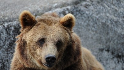 Niedźwiedzie przygotowują się na zimę. Wychodzą na przeciw turystom, plądrują śmietniki