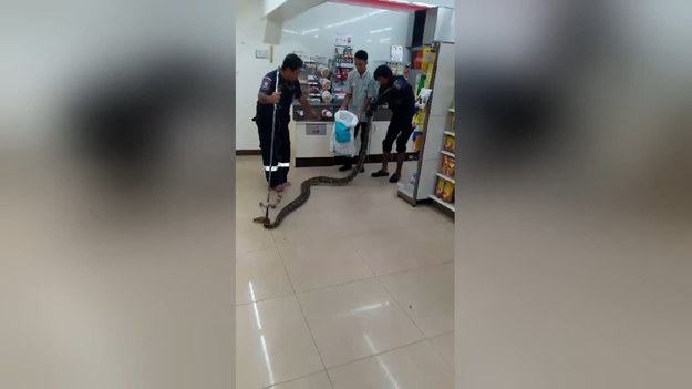 Prawie czterometrowy pyton został znaleziony w jednym z supermarketów w Tajlandii. Klienci, na czas akcji, musieli opuścić sklep w obawie o bezpieczeństwo. 