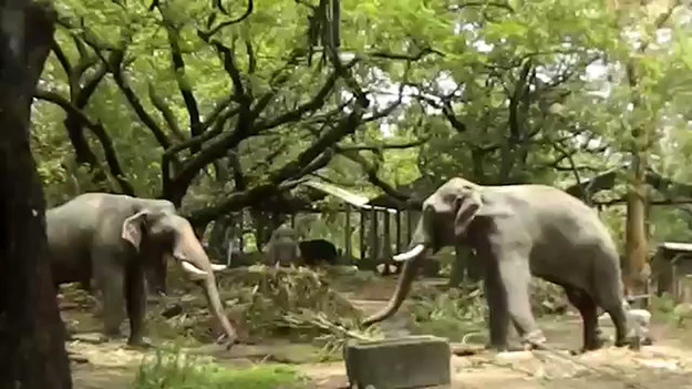 Te dwa słonie, z jednego z zoo w Indii, usilnie starają się zwalczyć nudę. Co takiego robią? 