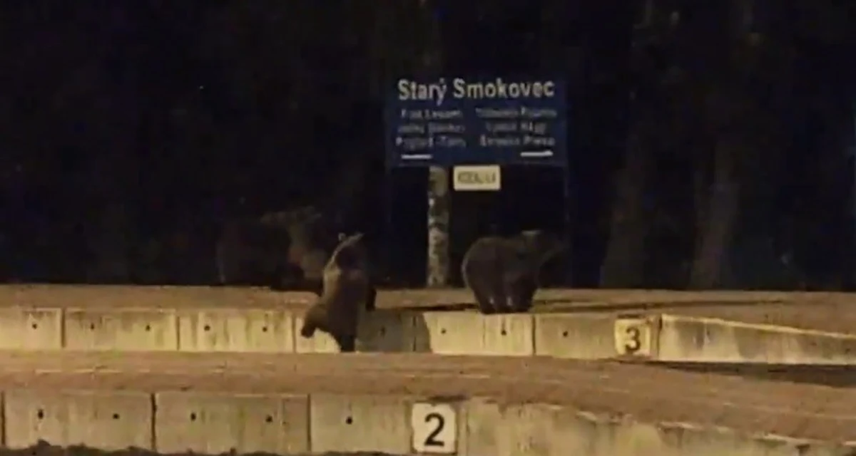 Jesień to czas, kiedy niedźwiedzie w Tatrach są wyjątkowo aktywne. W poszukiwaniu pokarmu przemieszczają się na duże odległości i nie wahają się zapuszczać do ludzkich osad. Te niedźwiadki najwyraźniej poszukiwały łatwiejszego sposobu na przemieszczanie się i znalazły się na peronie słynnej słowackiej "elektriczki" w Starym Smokowcu. 