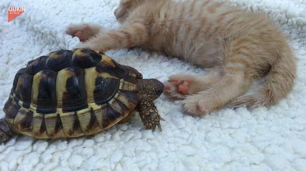 Ten głodny żółw pomylił łapkę śpiącego kota z jedzeniem. Jaka będzie reakcja kota?