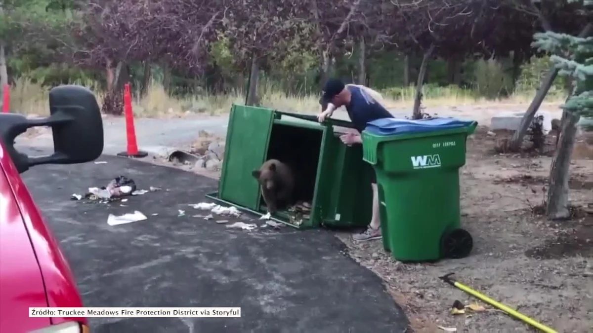 Nie jeden, nie dwa, a aż trzy małe niedźwiedzie utknęły w koszu na śmieci w pobliżu miasta Reno w Nevadzie. Mimo że próbujące się wydostać z pułapki misie zdołały przewrócić śmietnik, nie potrafiły otworzyć klapy i uciec. Pomogli im w tym strażacy, dzięki którym zwierzaki mogły wrócić pod opiekę czuwającej w pobliżu mamy.