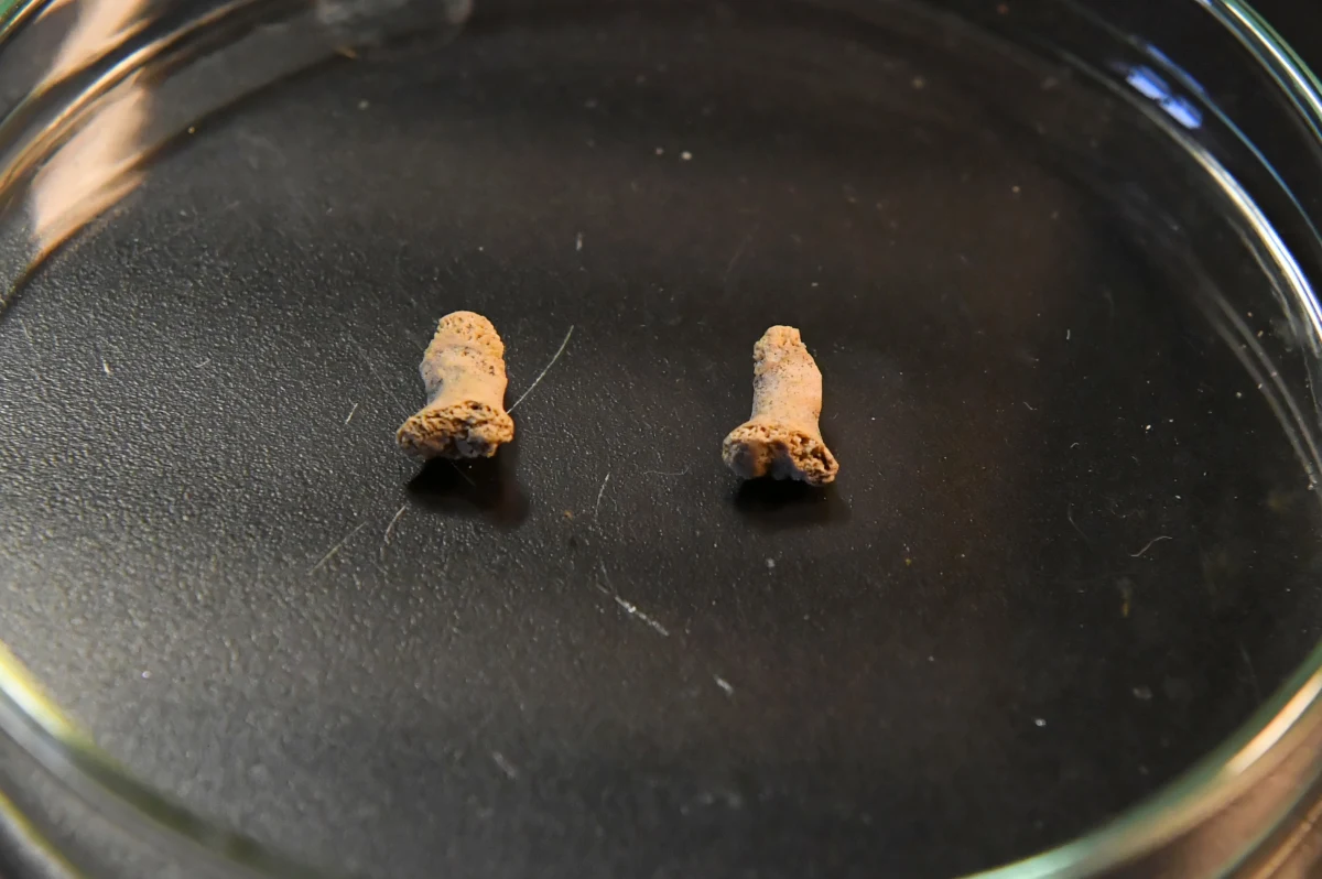 ​Najstarsze szczątki człowieka na terenie Polski mają ponad 100 tys. lat. Są to kości dłoni należące do neandertalskiego dziecka, które zostały przetrawione przez dużego ptaka. Szczątki znaleziono w Jaskini Ciemnej (woj. małopolskie). Do tej pory za najstarsze szczątki ludzkie z obszaru Polski, również należące do neandertalczyka, uznawano te pochodzące z Jaskini Stajnia w Jurze Krakowsko-Częstochowskiej. Były to trzy zęby trzonowe, których wiek oszacowano na ok. 52-42 tys. lat.