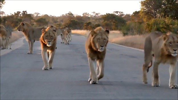 Spotkanie, którego ci turyści nie zapomną do końca swojego życia. Stado lwic wyszło na drogę i minęło ich auto. 