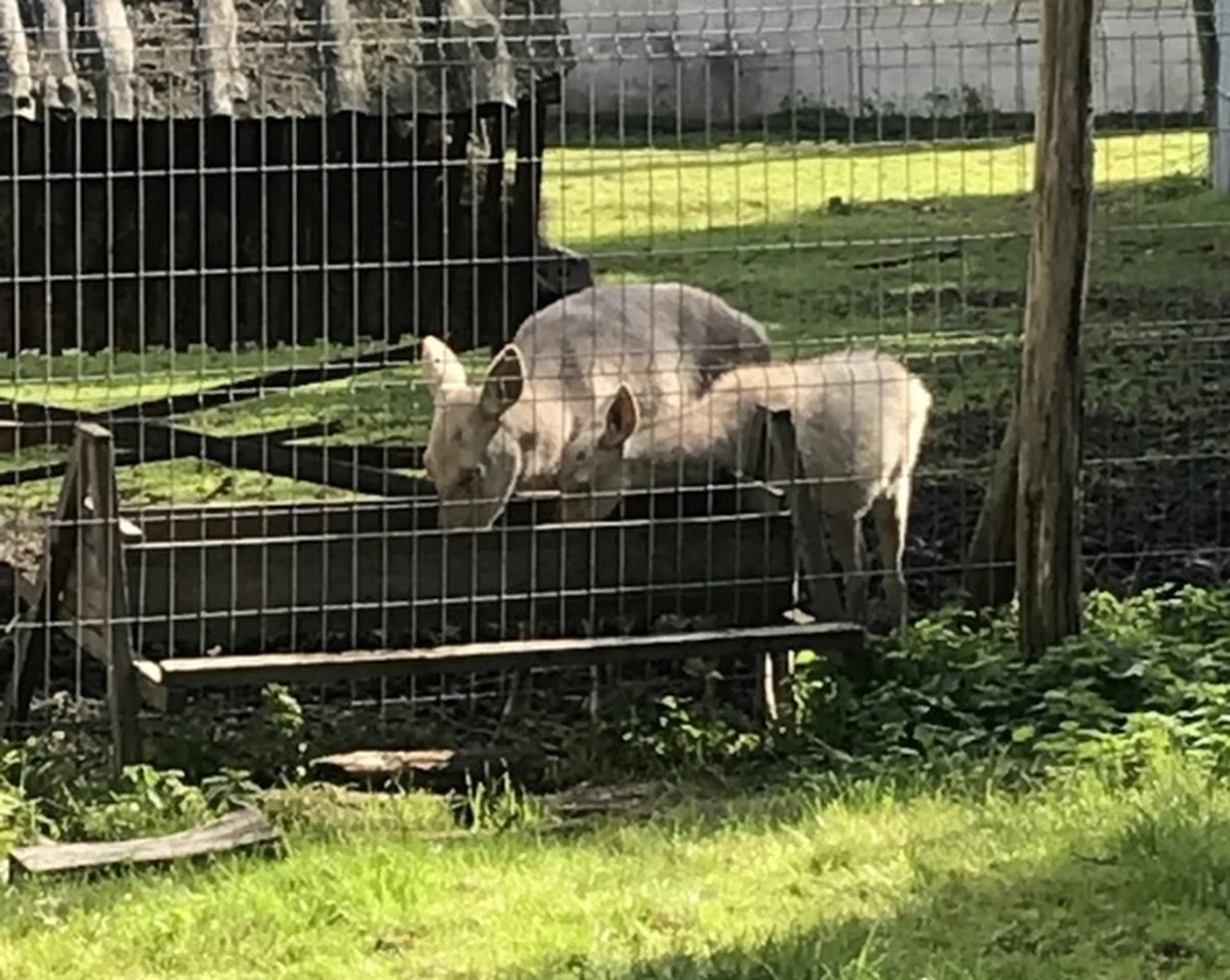 ​25 lat temu w Mikołowie na Śląsku powstało Leśne Pogotowie. Trafiają tam zwierzęta najróżniejszych gatunków, które potrzebują pomocy. 