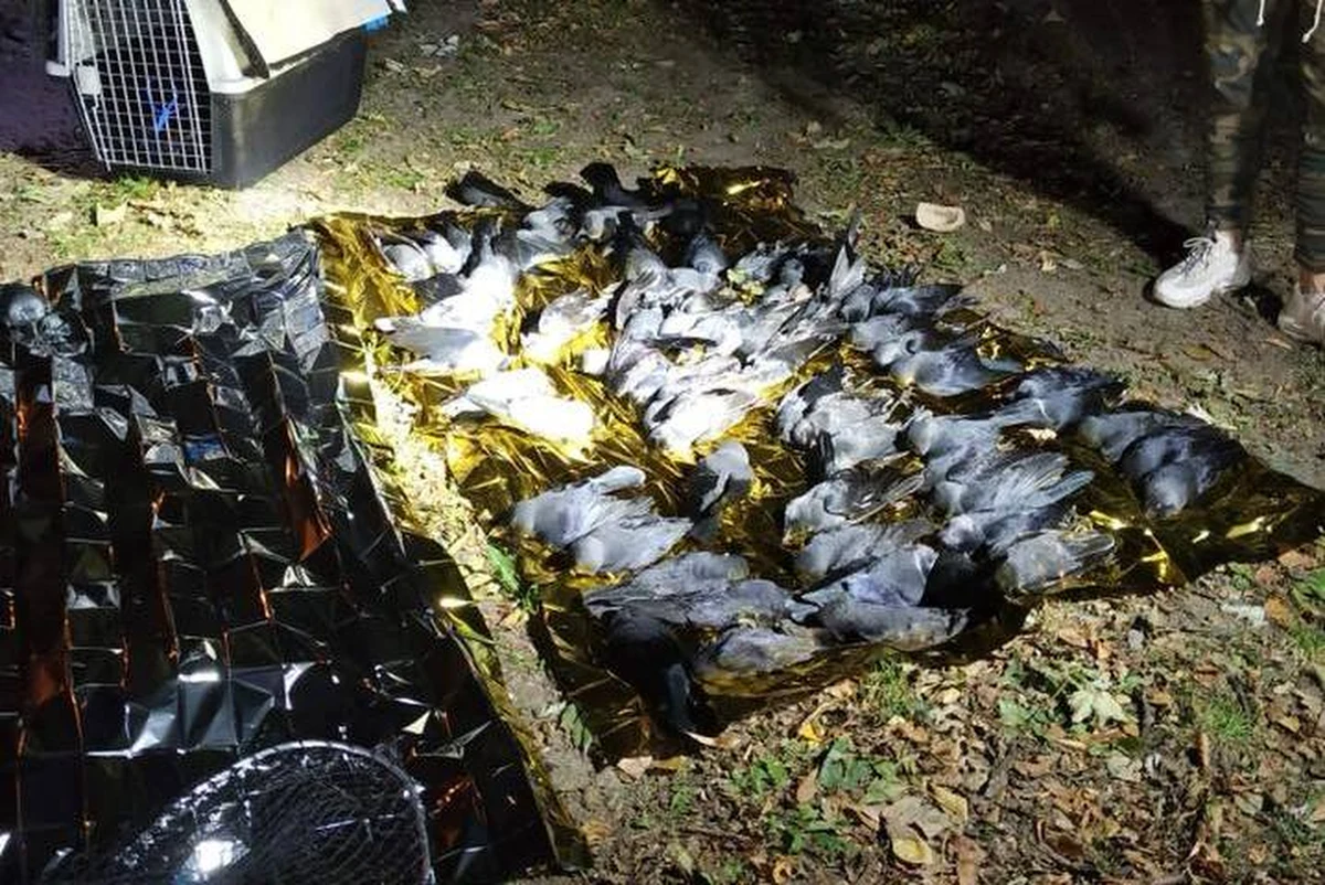 ​130 martwych kawek znaleźli w czwartek wieczorem policjanci z Mokotowa. 20 ptaków przeżyło, zostały zabrane do ogrodu zoologicznego. Sekcja zwłok kawek na pomóc ustalić, czy zostały otrute.
