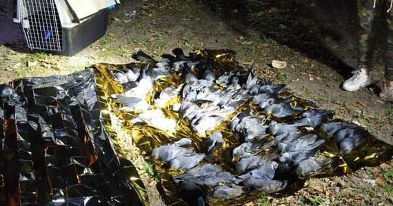 ​130 martwych kawek znaleźli w czwartek wieczorem policjanci z Mokotowa. 20 ptaków przeżyło, zostały zabrane do ogrodu zoologicznego. Sekcja zwłok kawek na pomóc ustalić, czy zostały otrute.