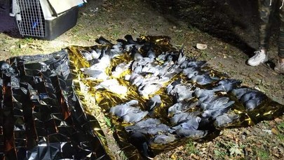 Ktoś otruł ptaki na Mokotowie? Znaleziono 130 martwych kawek