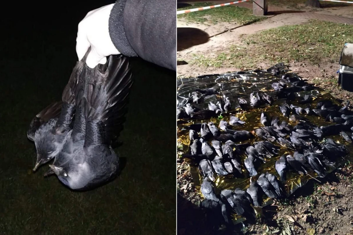 W piątek przeprowadzono sekcję zwłok kawek, które znaleziono martwe w kilku miejscach na warszawskim Mokotowie. Weterynarze są przekonani, że zwierzęta zostały otrute. Od czwartku zmarło około 200 ptaków.