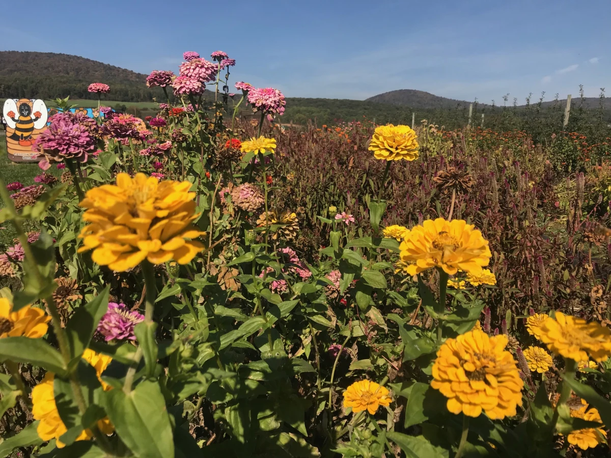 Najchłodniejszym dniem następnego tygodnia ma być poniedziałek: temperatura spadnie do 12 stopni Celsjusza na wschodzie kraju. Potem pogoda będzie się stopniowo poprawiać, a od środy czeka nas złota, polska jesień. 