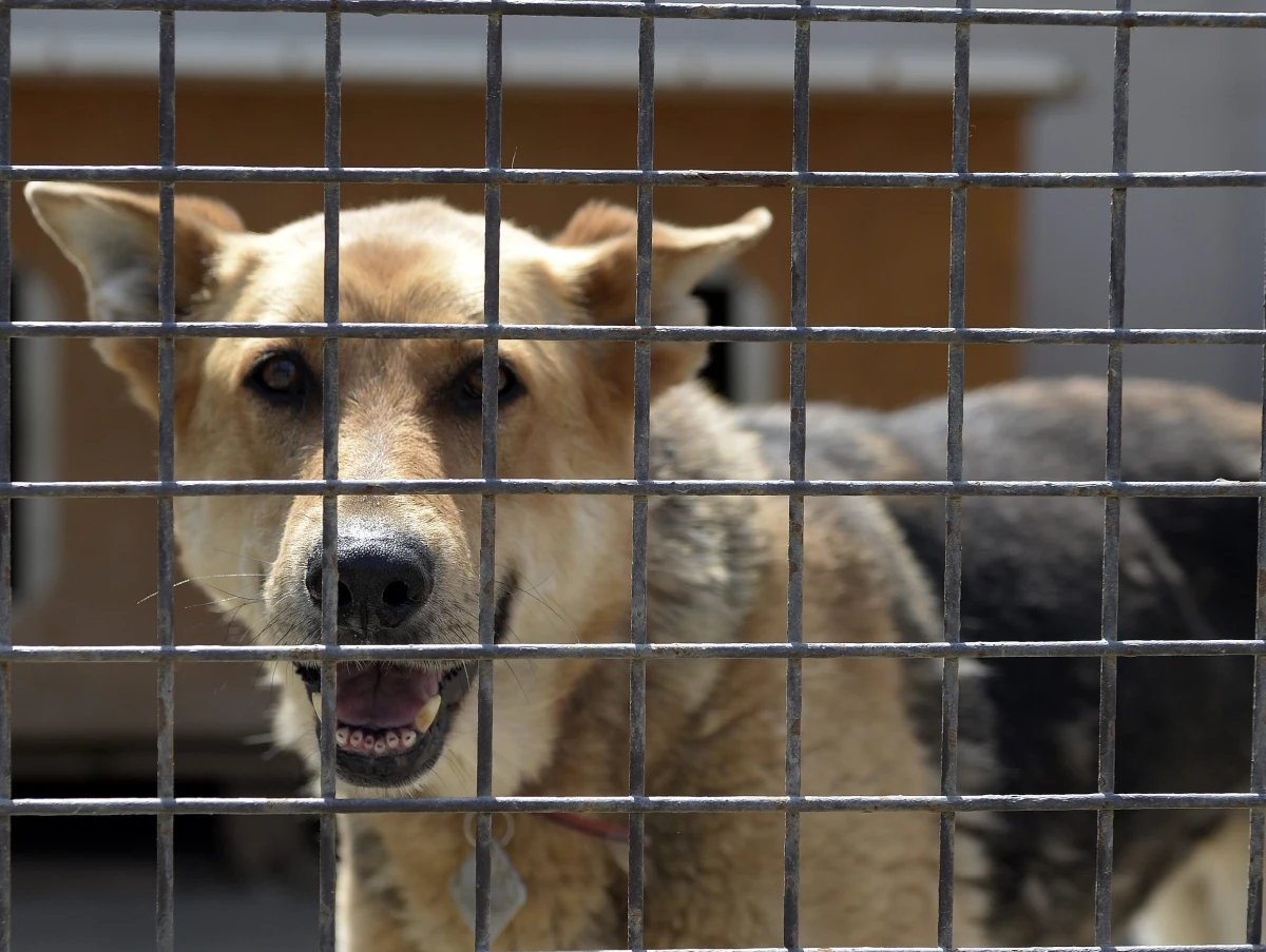 Zakończył się 30. jubileuszowy koncert charytatywny "Granie na szczekanie". Między innymi Wojciech Cugowski i Ewa Błachnio zaprezentowali się przed publicznością w teatrze im. Juliusza Słowackiego w Krakowie. 