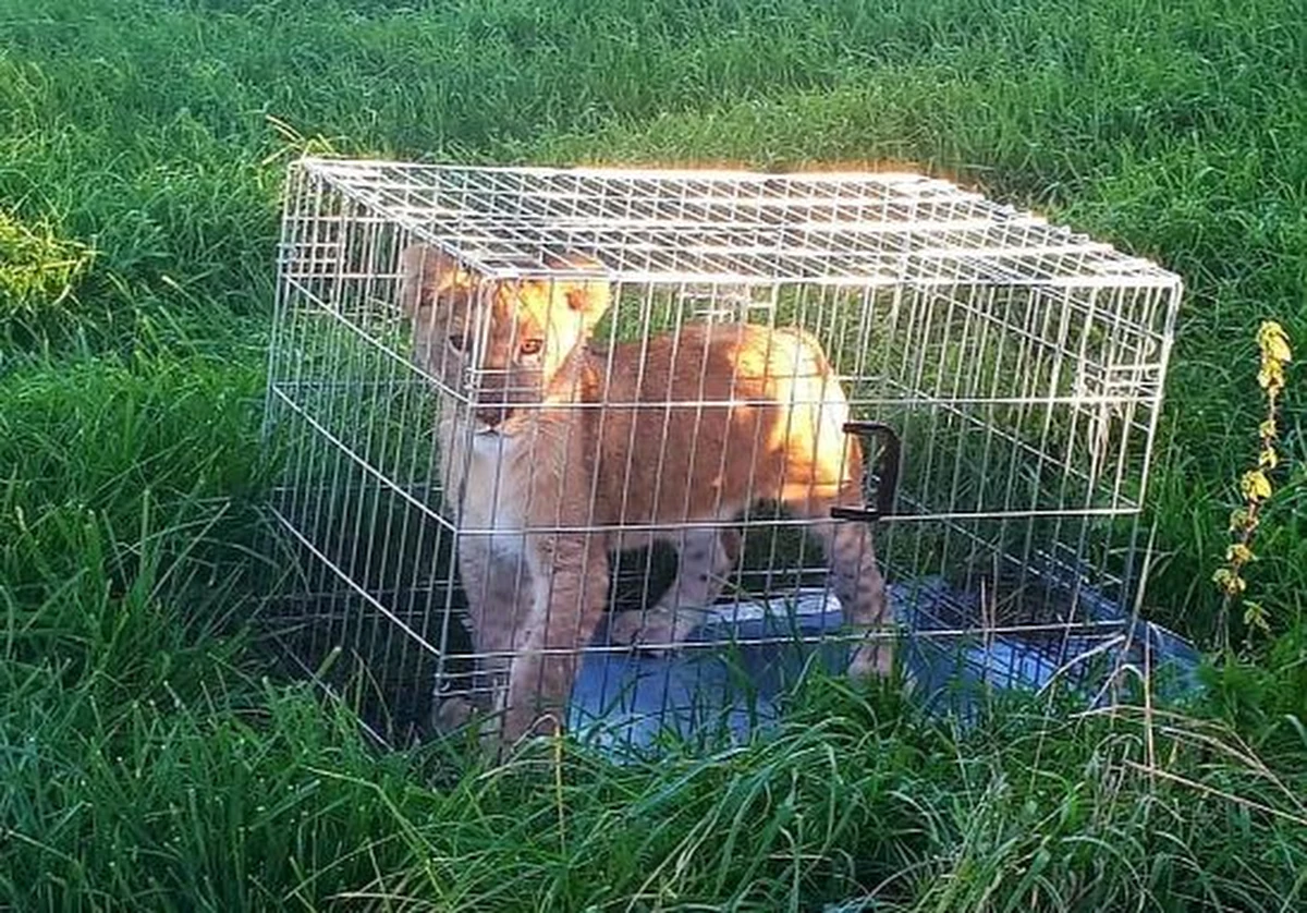 Pewien biegacz wybrał się na poranną rundkę na przedmieściach Utrechtu. Na odludziu dokonał nietypowego odkrycia: ktoś porzucił zamknięte w klatce lwiątko. 